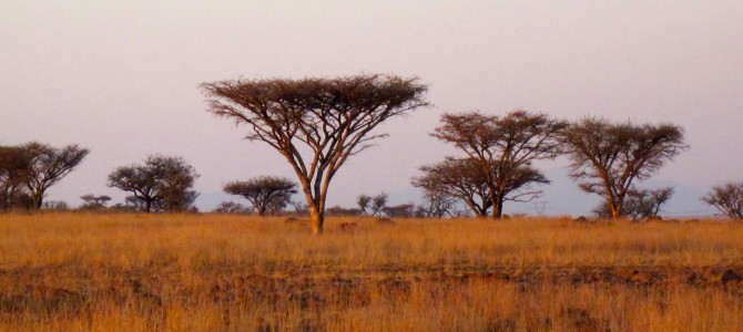 South African Safari South African Safari