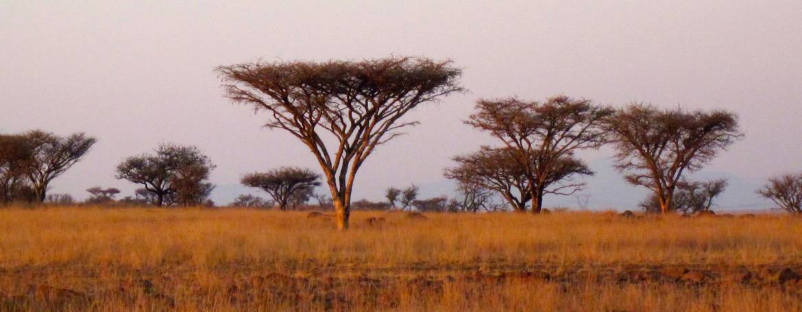 Top tips for a luxury safari in South Africa