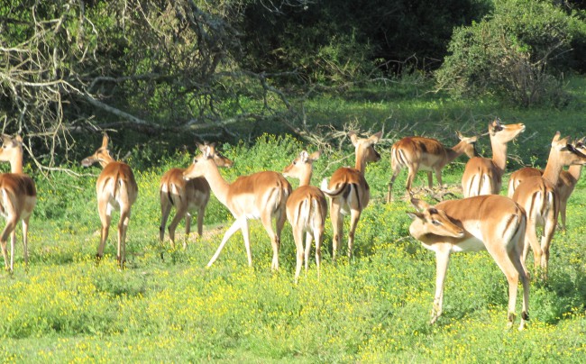 Antelope South Africa