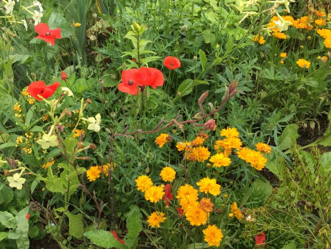 giverny